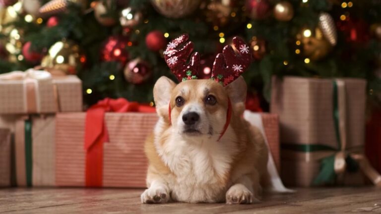 Gifts for people with pets from $10 to $150 | wfmynews2.com