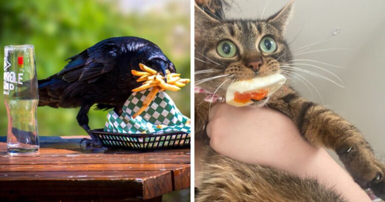 People Are Sharing The Hilarious Moments In Which They Caught Their Pets Stealing Food …