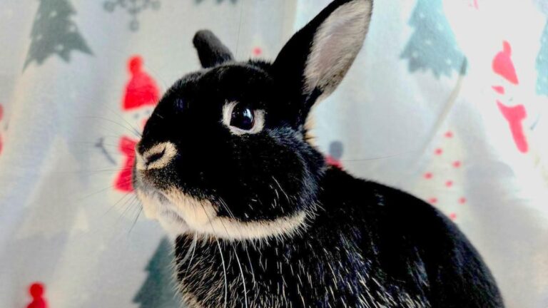 Meet Truffle: The Adorable Wenatchee Humane Society Pet of the Week