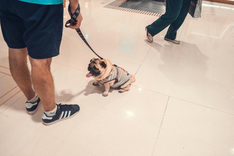 Can You Walk Your Dog At The McKinley Mall? – WYRK