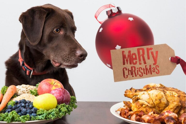 Festive Foods Your Dog Can Actually Eat This Holiday Season – Cat Country 107.3