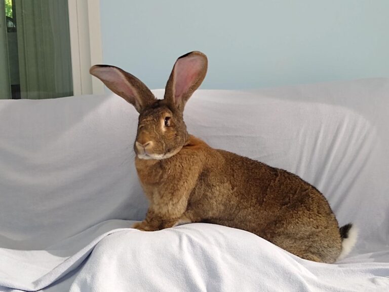 Thinking About a Pet Rabbit? What Most Owners Don't Realize