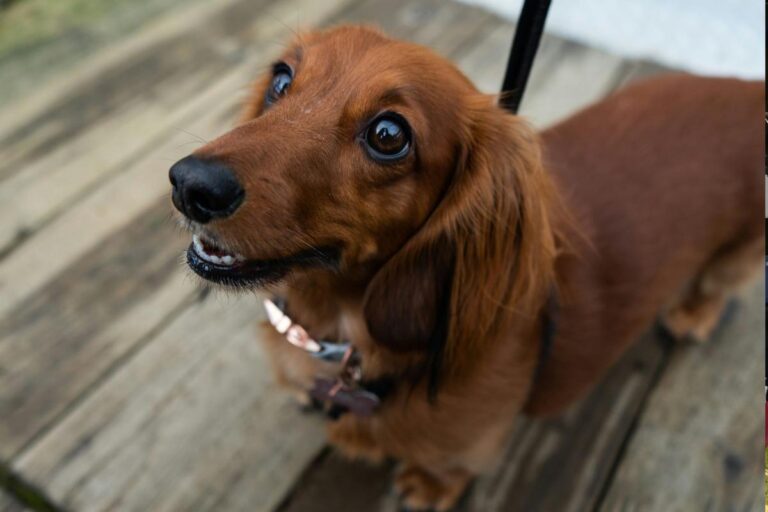 Join The Fun At The 3rd Annual 'Doxie Dash' Dog Race – KDHL Radio