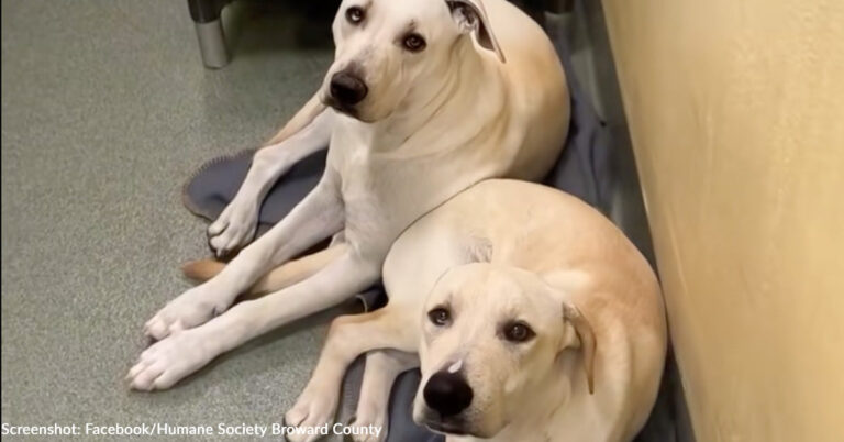 Family Drives 10 Hours to Adopt Bonded Shelter Dogs | The Animal Rescue Site