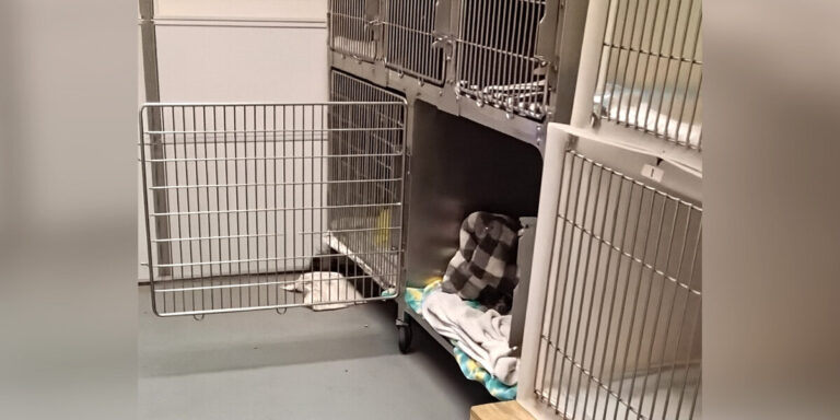 Adorable Snores Reveal Runaway Animal's Secret Hiding Spot At Wildlife Clinic – The Dodo