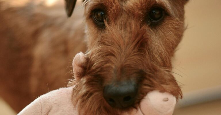 Those “Cute” Animal Videos Aren't So Cute After All | Psychology Today