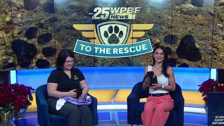 WPBF to the Rescue: Helping animals find forever homes
