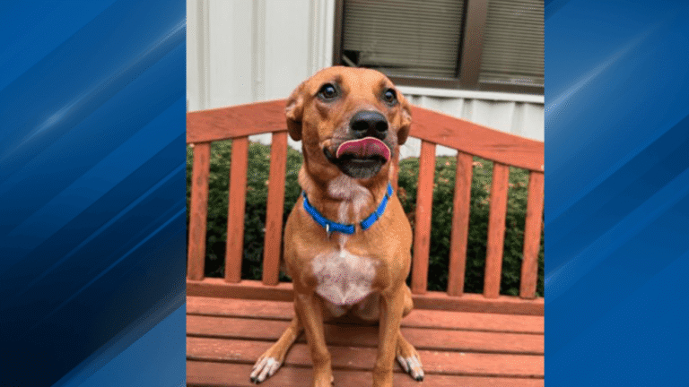 Pet of the Week: Cinder is as cute as they come & her personality is even sweeter! – KHQA