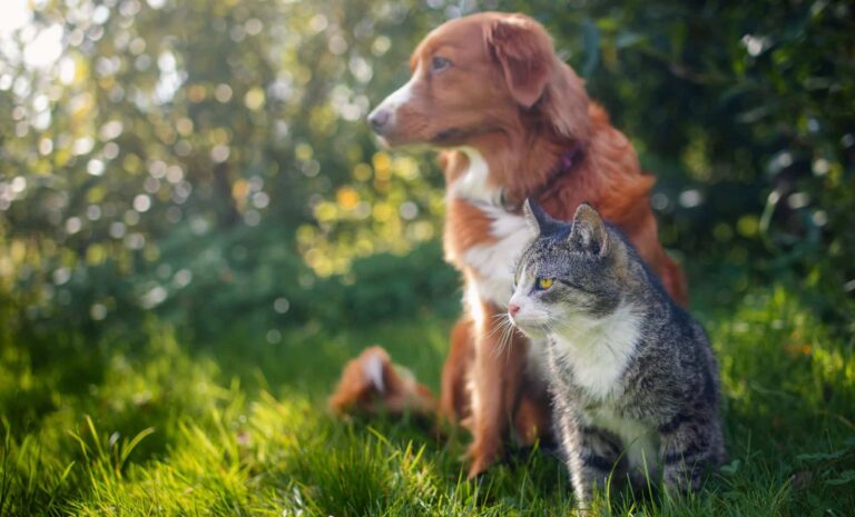 Your Dog May Be Looking More Like Your Cat—And Science Explains Why