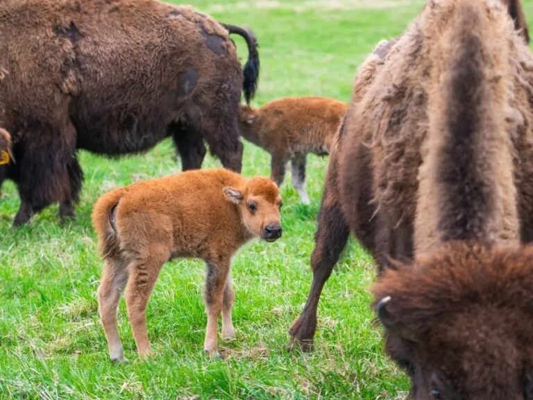 6 Wild, Adorable, Wonderful Animal Stories We Loved In 2025 In Illinois – Patch