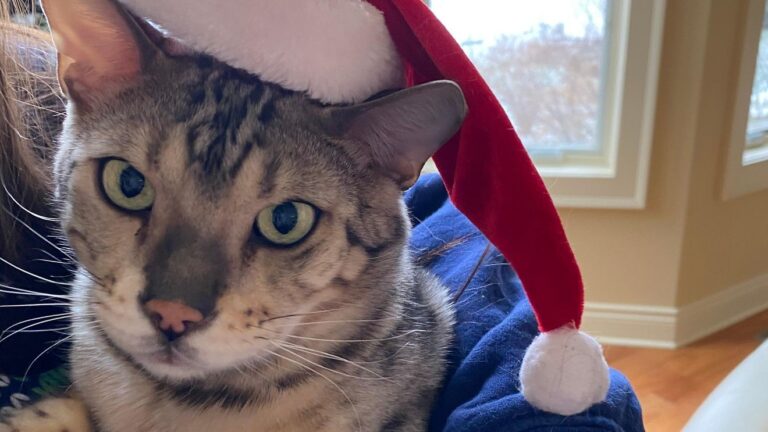 'Tis the season for festive pets! – WWMT