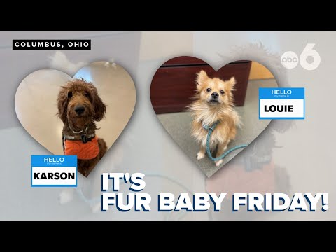 Fur Baby Friday: Karson & Louie, looking for homes & and Holiday Sleepovers – YouTube