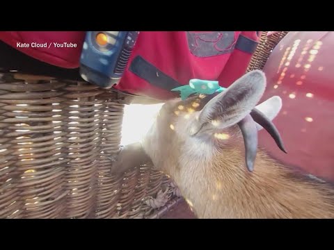 Woman Travels the Country with Pet Goat – YouTube