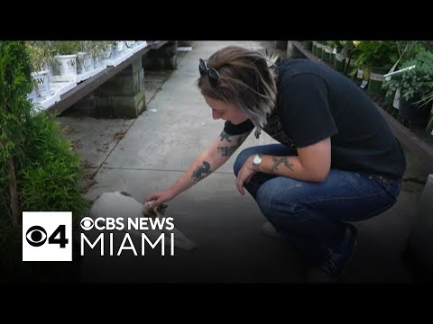 Virginia Lowe's finds unlikely yet loveable employee in form of a stray cat – YouTube