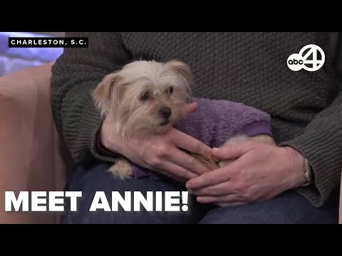 Mel's Mutts: Meet Annie – YouTube