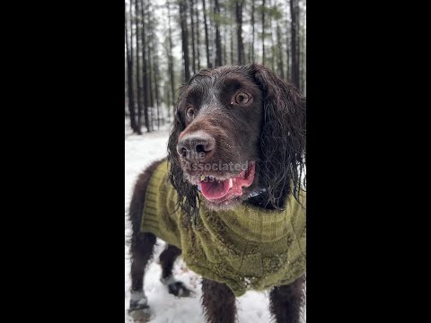How to prepare your pet for winter – YouTube