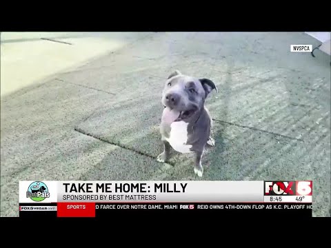 Pet Pals: Take Home Milly – YouTube