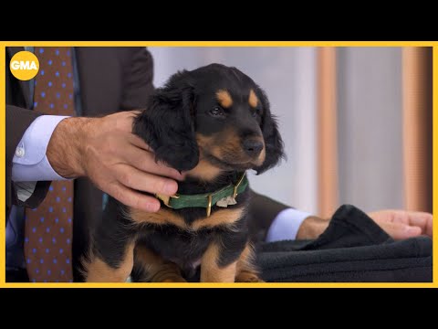 George Stephanopoulos adds new family member – YouTube