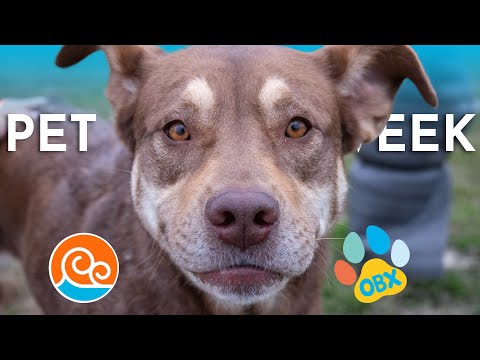 Outer Banks SPCA Pet of the Week: Buttercup (December 8, 2025) – YouTube