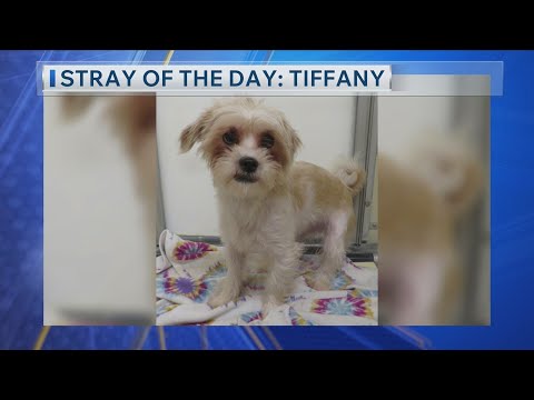 Stray of the Day 12/8/25: Meet Tiffany! – YouTube