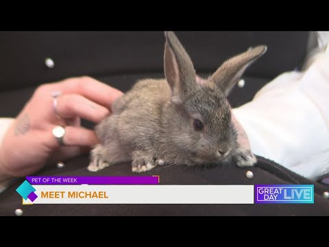 Pet of the Week: Meet Michael – YouTube