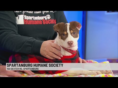 Pet of the Week: Romeo – YouTube