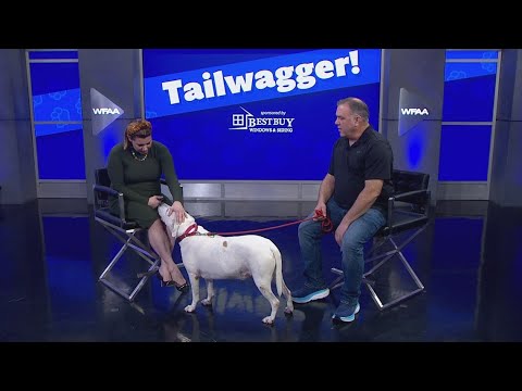Tailwaggers: Meet Bronson – YouTube