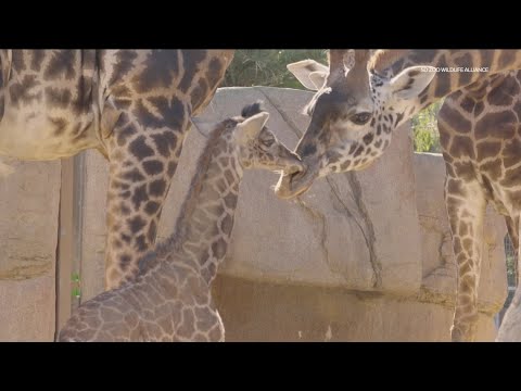 San Diego Zoo welcomes giraffe calf – YouTube