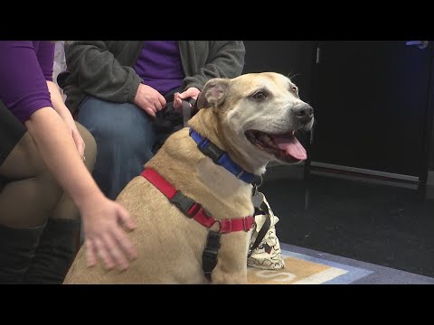 Furry Friends: Meet Clarence – YouTube