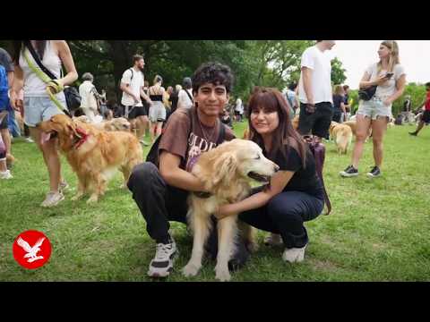Huge golden retriever meet-up set to break world record – YouTube