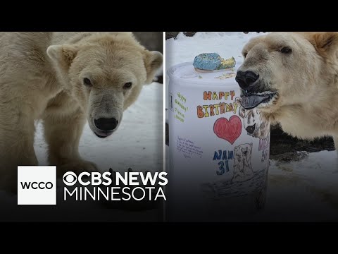 Polar bears celebrate joint birthday birthday in style – YouTube