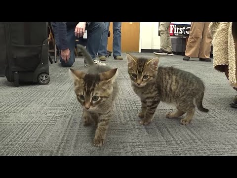 Pets on Set: Bishop, Fezziwig, Margo, Clark, and Lewis – YouTube