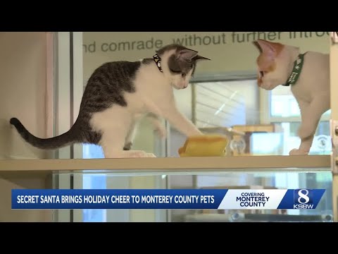 Secret Santa program brings holiday cheer to SPCA Monterey County pets – YouTube