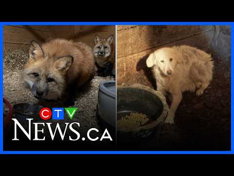 Dogs, horses, eagle among dozens of animals saved from two northern Ont. properties