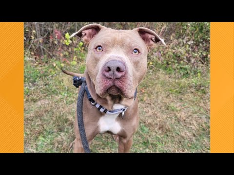 Pet on the Set | Meet Bruce – YouTube