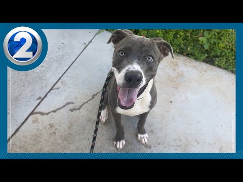 Active, playful Soldier looking for fur-ever home – YouTube