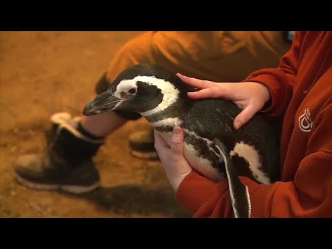 Penguins get annual checkups at John Ball Zoo – YouTube