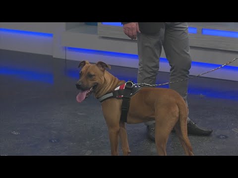 News 13 Pet Adoption Option: Lucky – YouTube