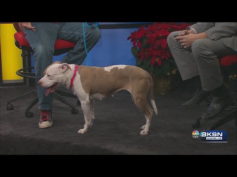 Meet Lucy, the loving K-9 – YouTube