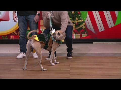 "Operation: Santa Paws" Benefitting Chicago's Anti-Cruelty – YouTube