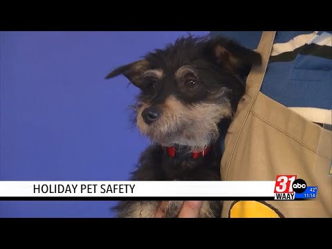 Pet-proof your holiday: Top tips from a dog training expert – YouTube
