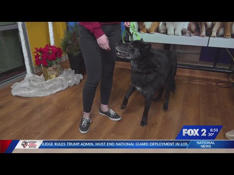 Pet of the Week: Mila the Dog – YouTube
