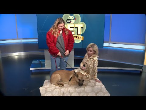 Pet of the Week: Echo – YouTube