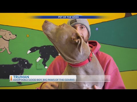 Purina Presents: Meet Truman in Pet of the Week – YouTube