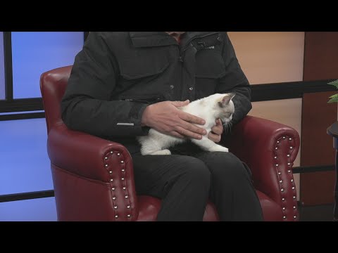 Friday Pet: Abby – YouTube