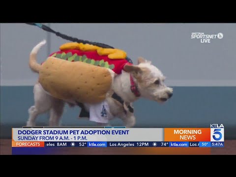 Dodgers to host pet adoption event Sunday – YouTube