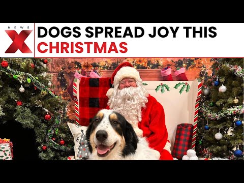 London Christmas Dog Parade Delights Crowd | Raises Awareness for Rescue Dogs