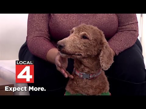Pet of the Week: Meet Reddington – YouTube