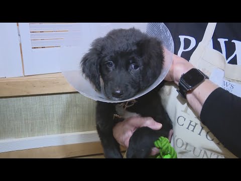 PAWS Chicago Holiday Adopt-a-thon – WGN Weekend Morning News at 8 – YouTube
