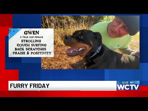 Furry Fridays: Meet Gwen! – YouTube